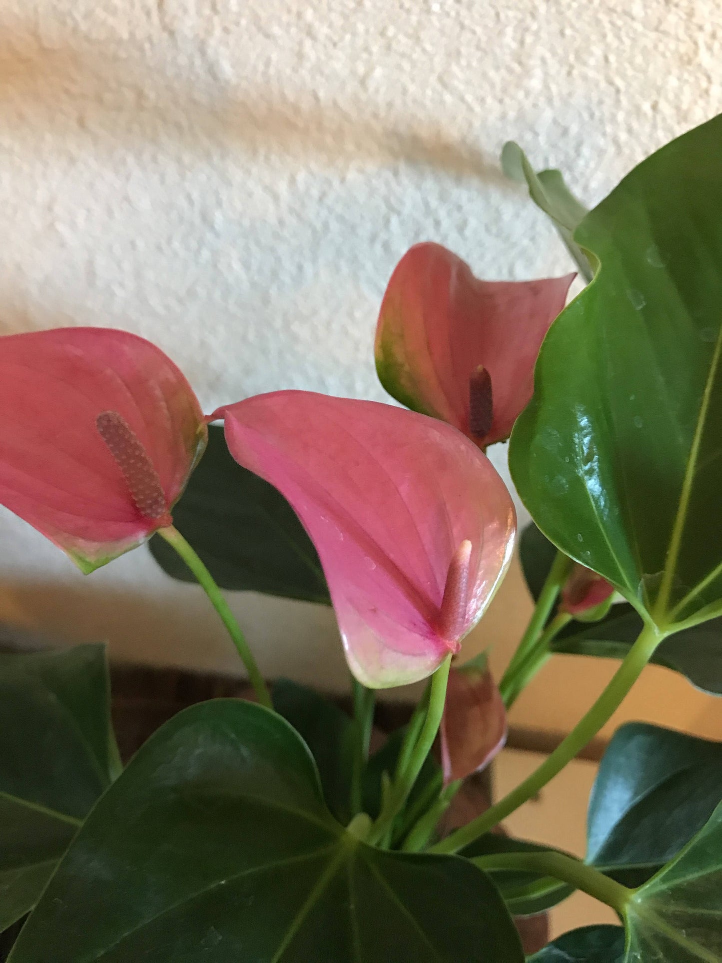 Pink Anthrium Kokedama - Moss ball, Japanese ancient botanical technique.