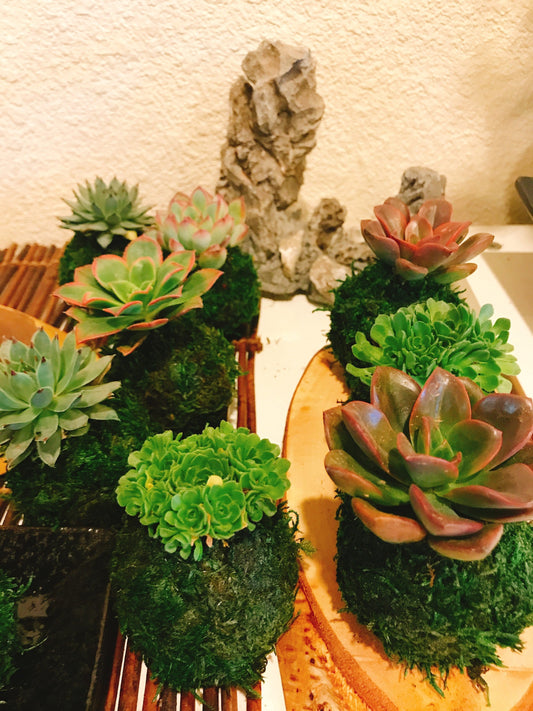 Mini succulent Kokedama - Bonsai Moss ball