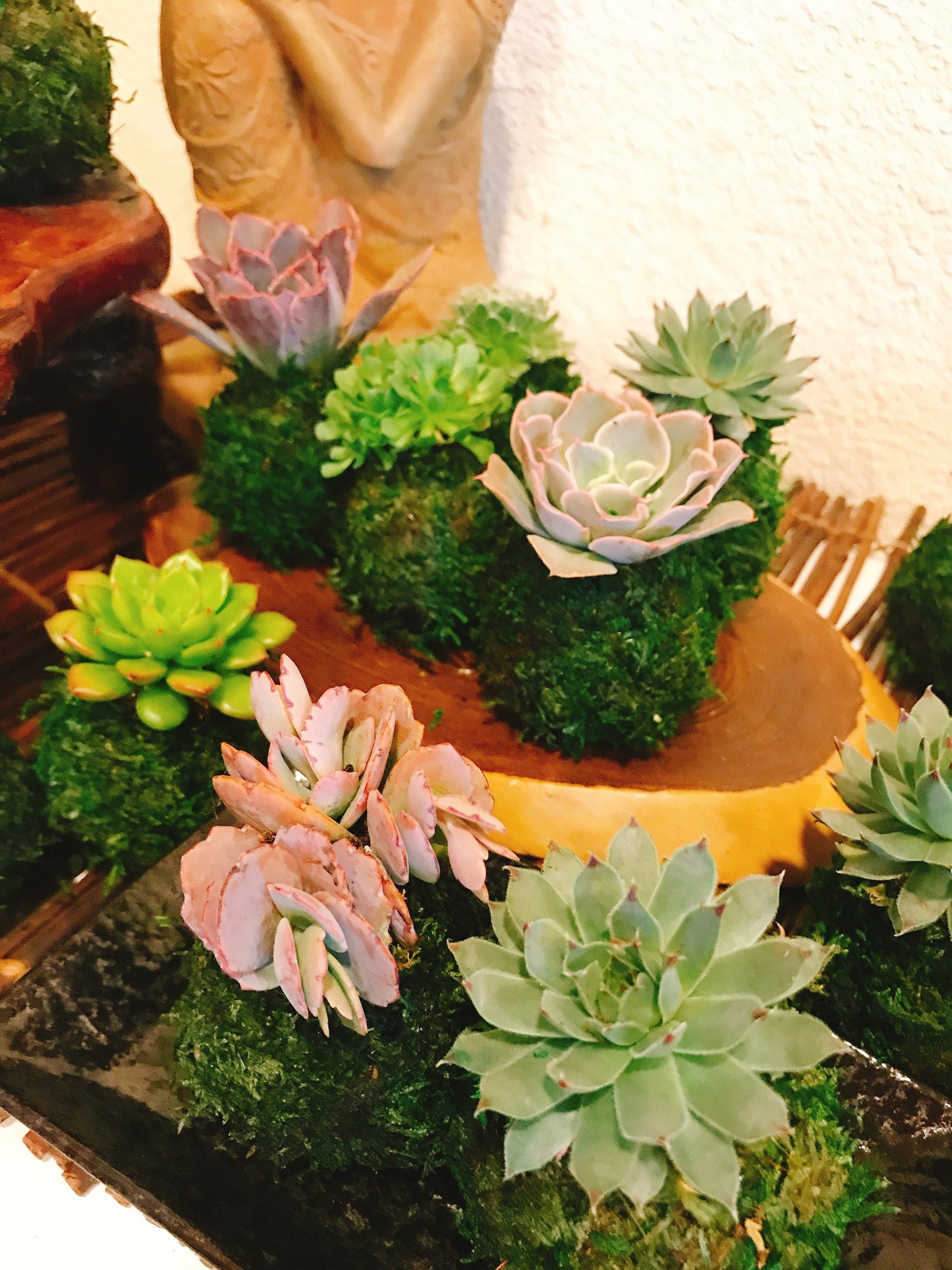 Mini succulent Kokedama - Bonsai Moss ball