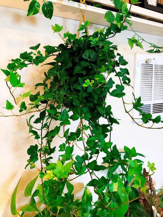 Kokedama-Large Ivy hanging, Forest feeling.