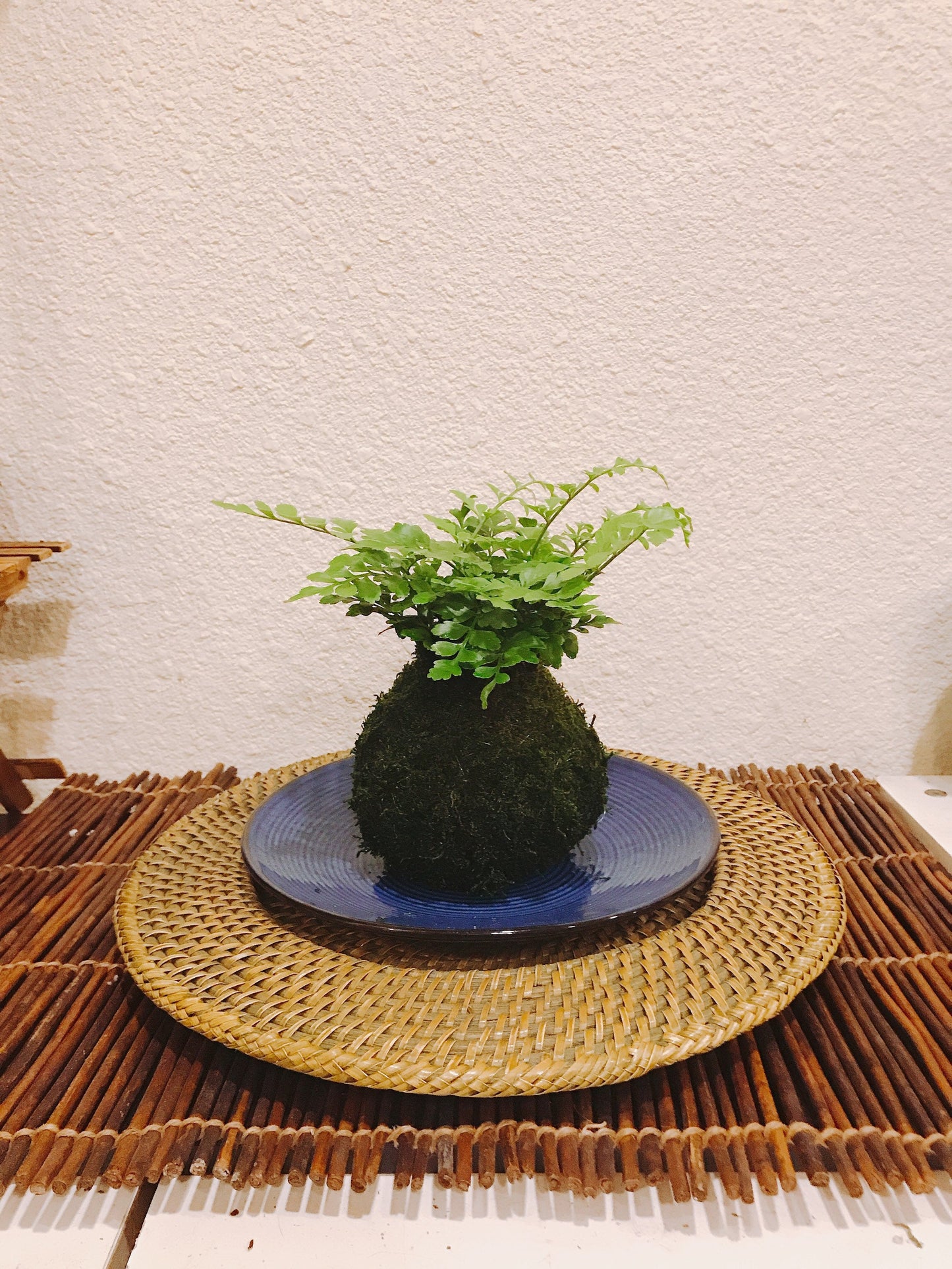 Mahogany Fern Kokedama for EcoQube - Moss ball, beautiful live green!