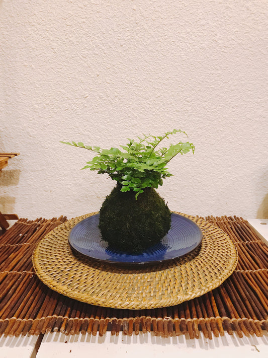 Mahogany Fern Kokedama for EcoQube - Moss ball, beautiful live green!