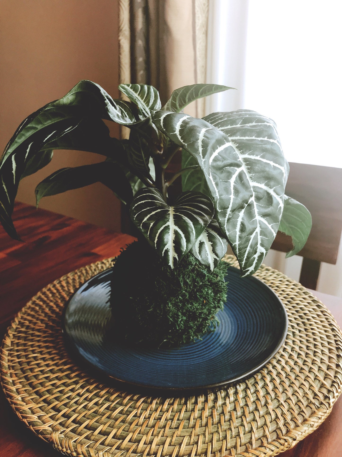 Zebra plant kokedama, mossball, Japanese traditional indoor garden technique.