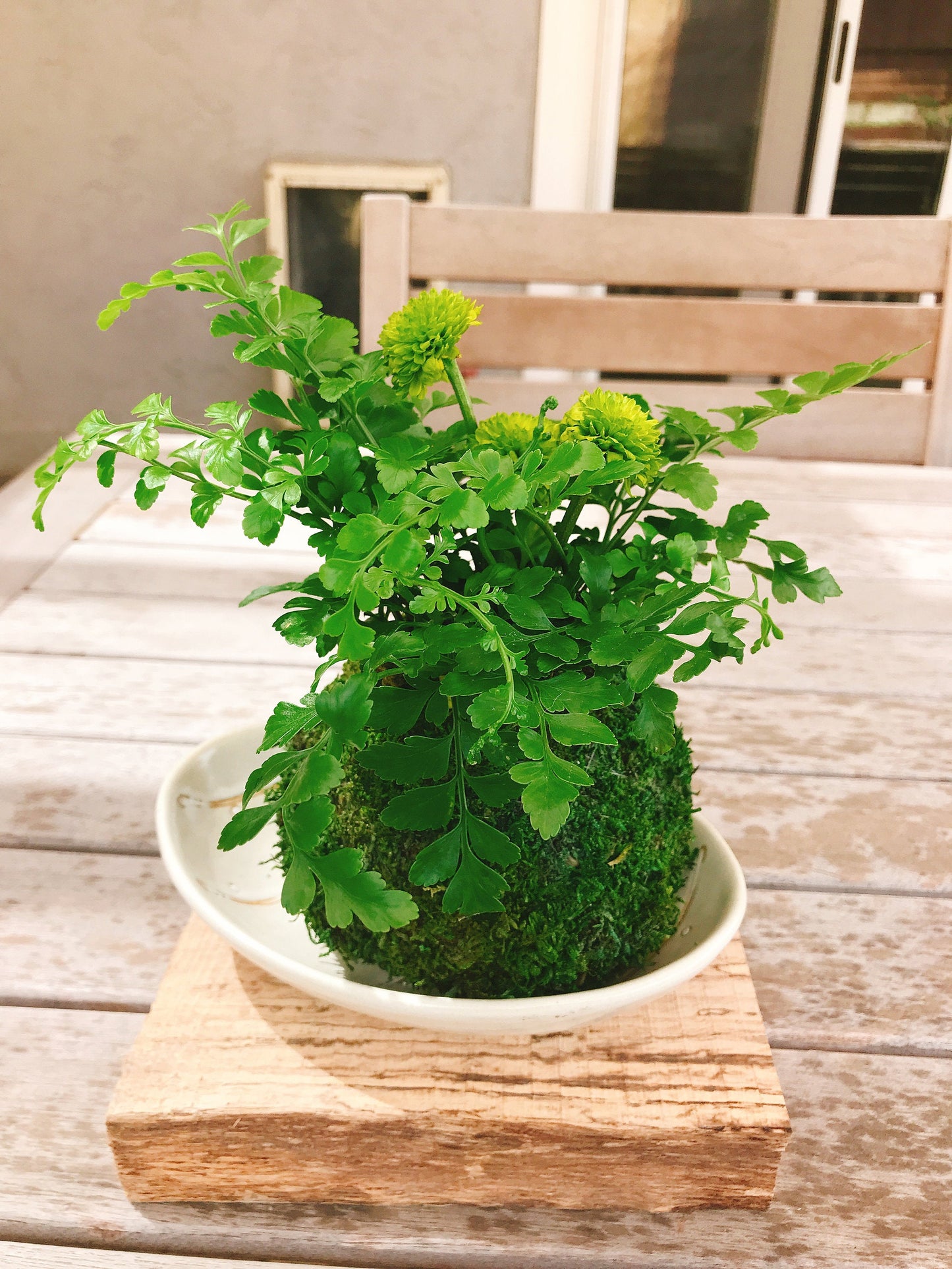 Mahogany Fern Kokedama for EcoQube - Moss ball, beautiful live green!