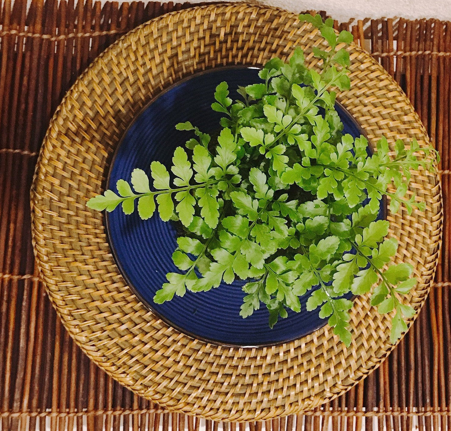 Mahogany Fern Kokedama for EcoQube - Moss ball, beautiful live green!