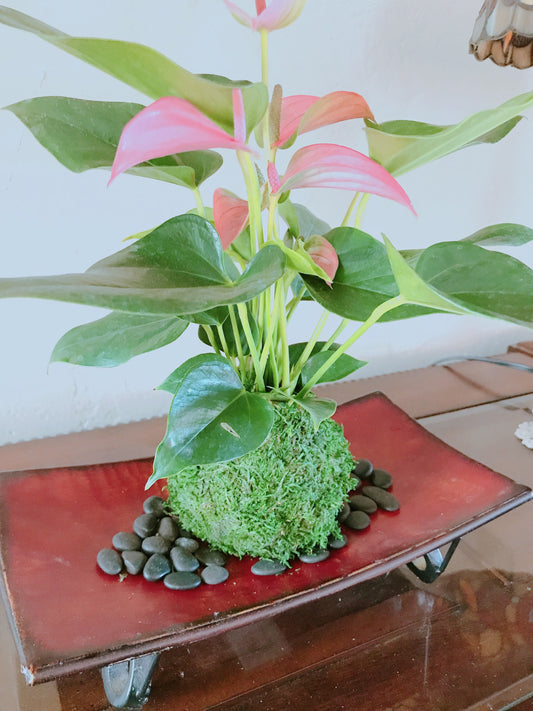 Pink Anthrium Kokedama - Moss ball, Japanese ancient botanical technique.