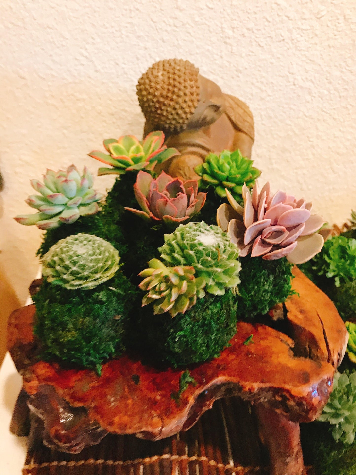 Mini succulent Kokedama - Bonsai Moss ball