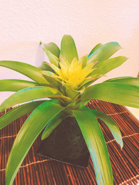 Vivid Yellow color, Bromeliad, Guzmania Kokedama - Moss ball.