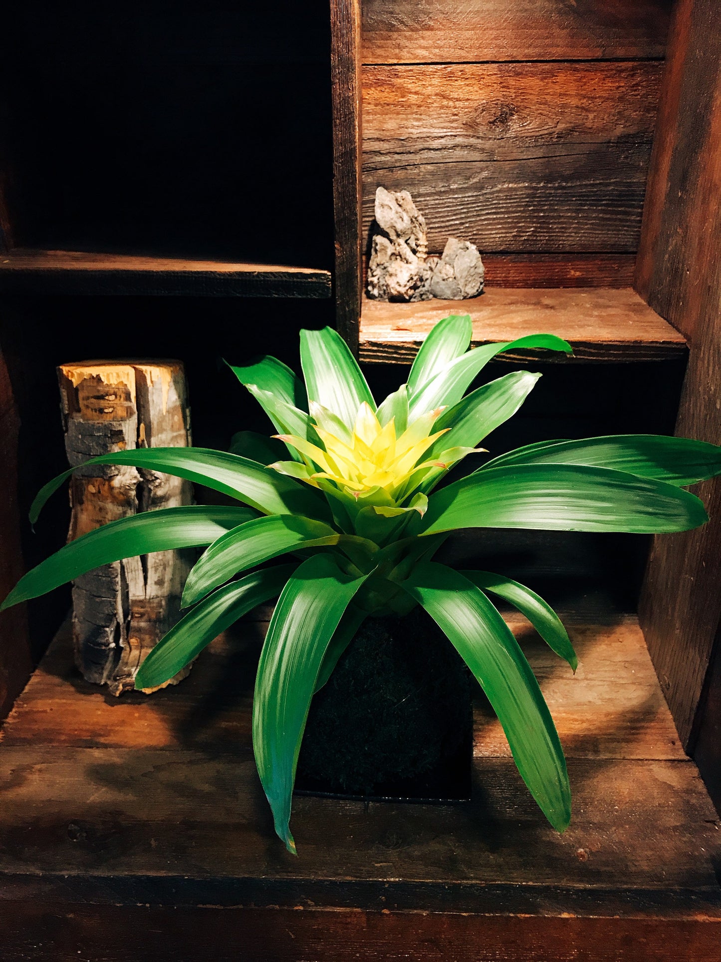 Vivid Yellow color, Bromeliad, Guzmania Kokedama - Moss ball.