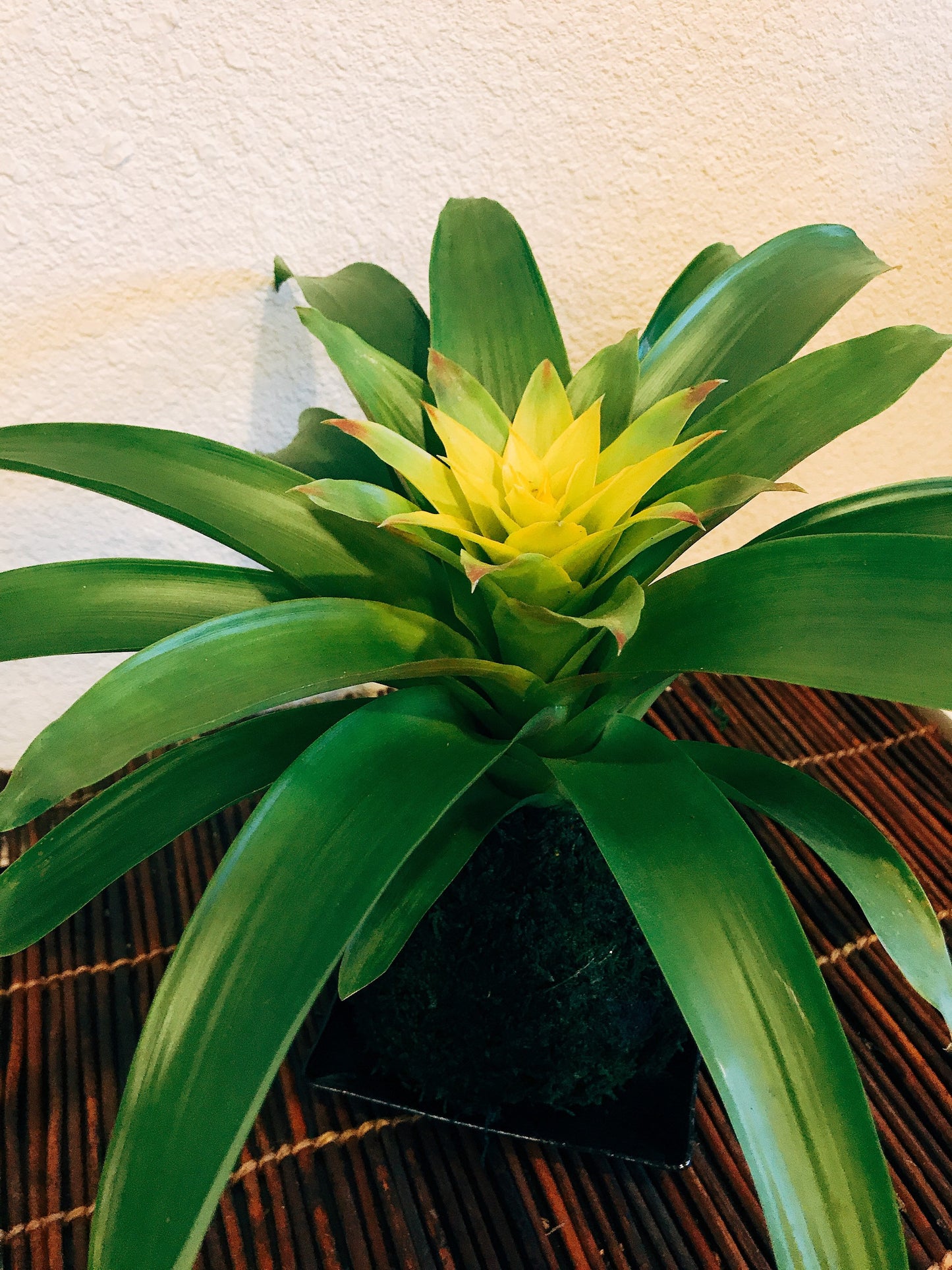 Vivid Yellow color, Bromeliad, Guzmania Kokedama - Moss ball.