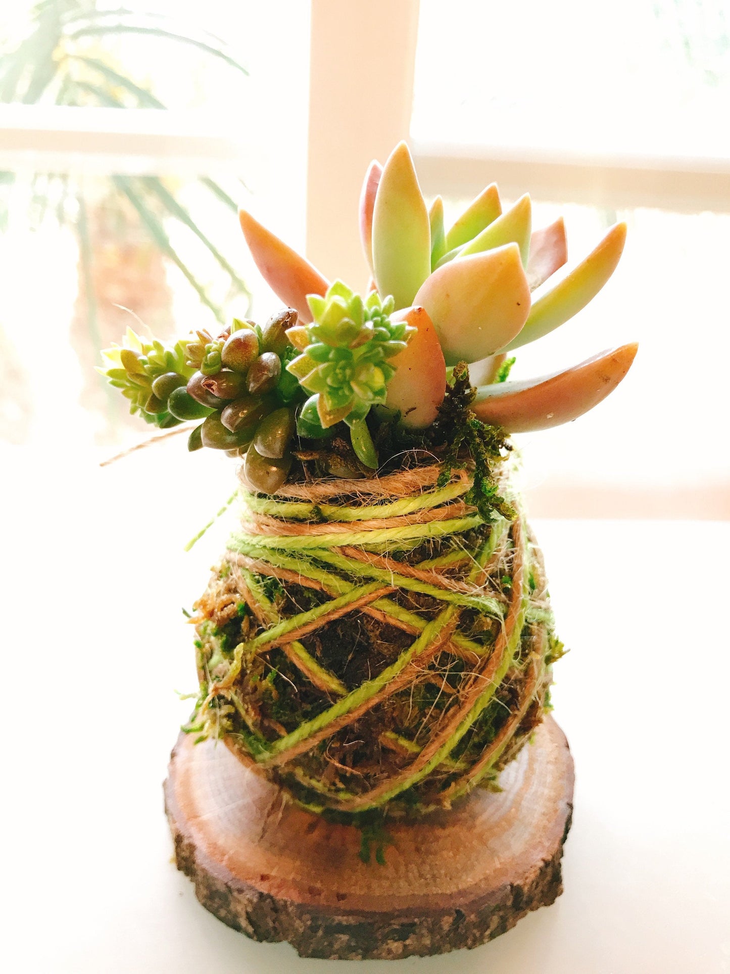 Saucer for Small Kokedama, Sliced Wood Saucer 3-4inch diameter