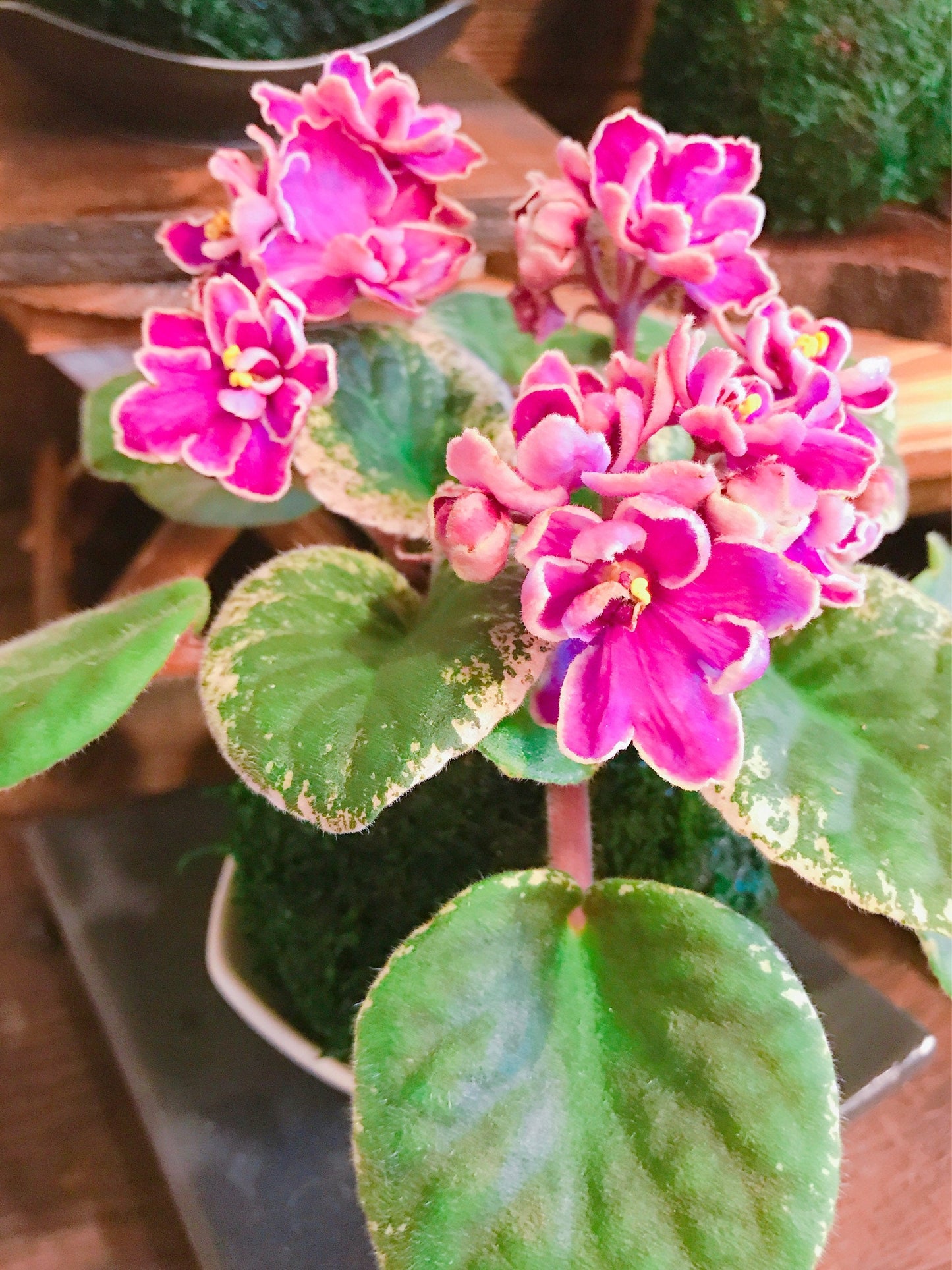 Pink African Violet Kokedama - Japanese indoor garden technique Moss ball