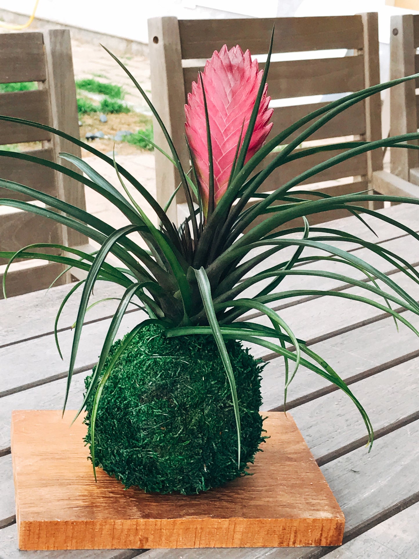 Pink Quill, Tillandsia cyanea Kokedama - Moss ball with stunning Pink Quill plant. Great gift for any occasion!