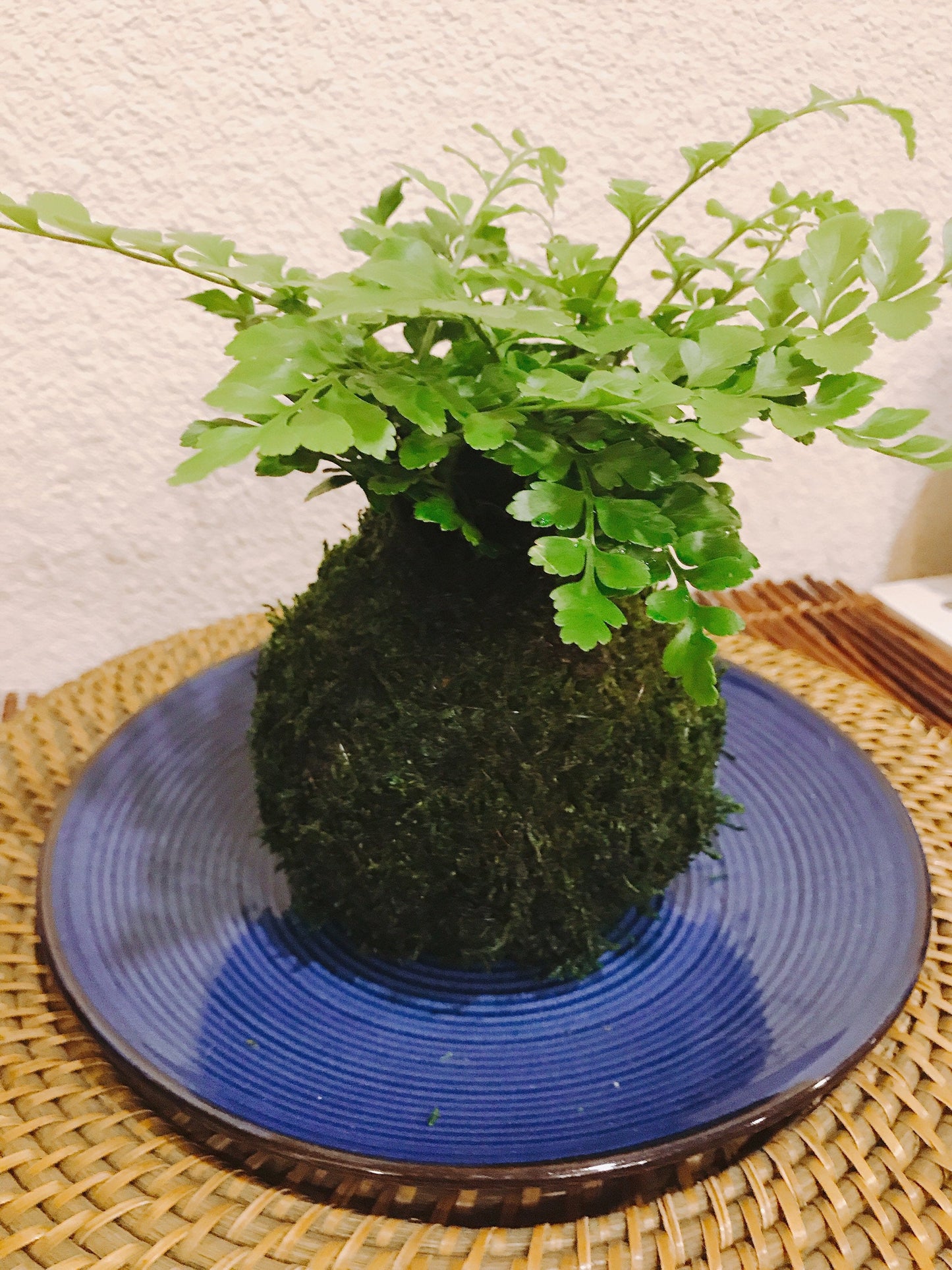 Mahogany Fern Kokedama for EcoQube - Moss ball, beautiful live green!