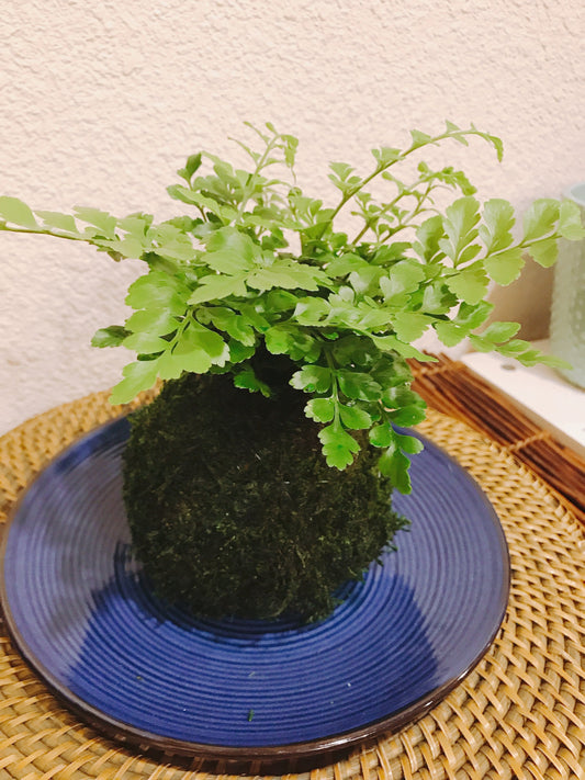Mahogany Fern Kokedama for EcoQube - Moss ball, beautiful live green!