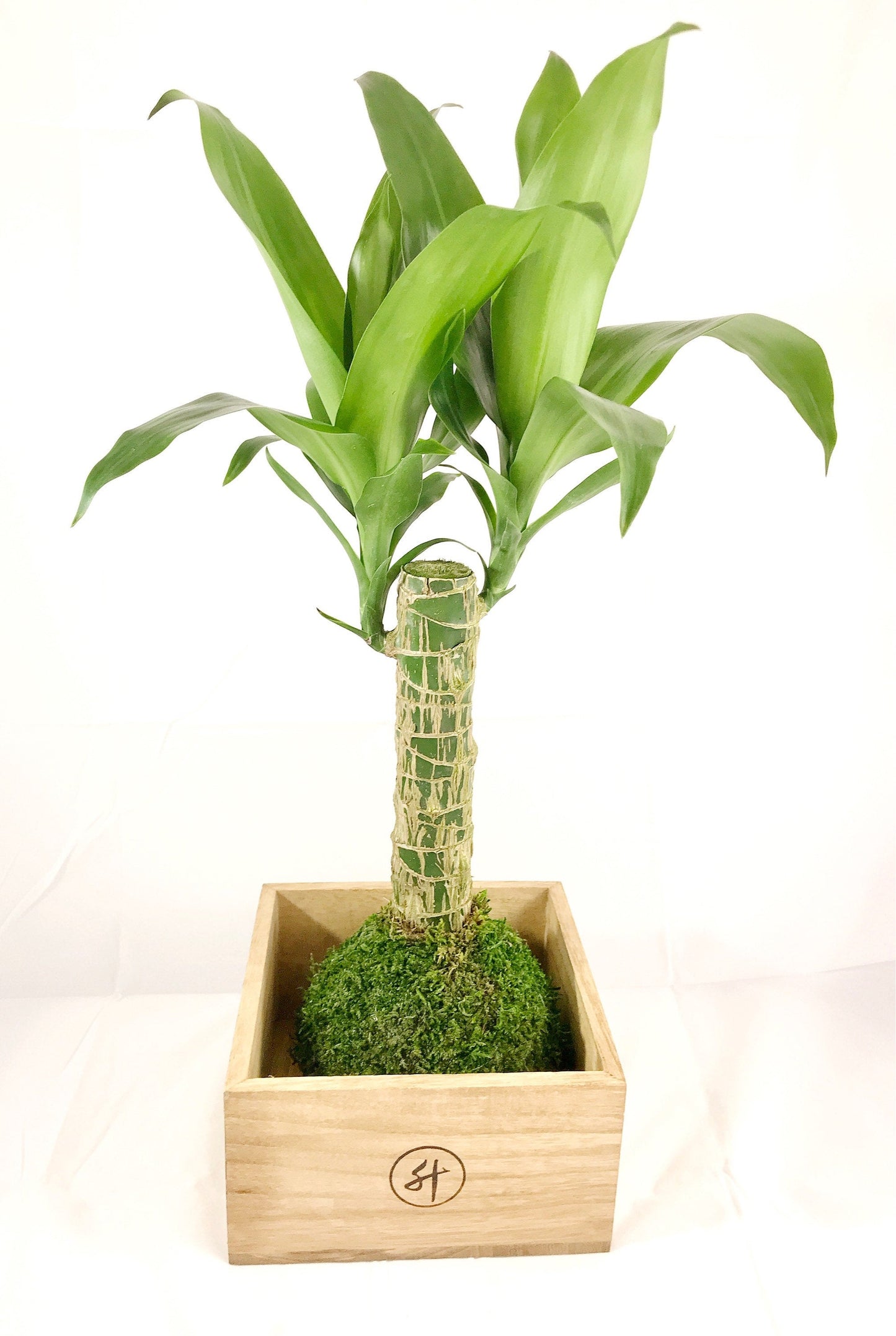 Dracaena yellow corn plant Kokedama - Moss ball, beautiful live light green combination color!