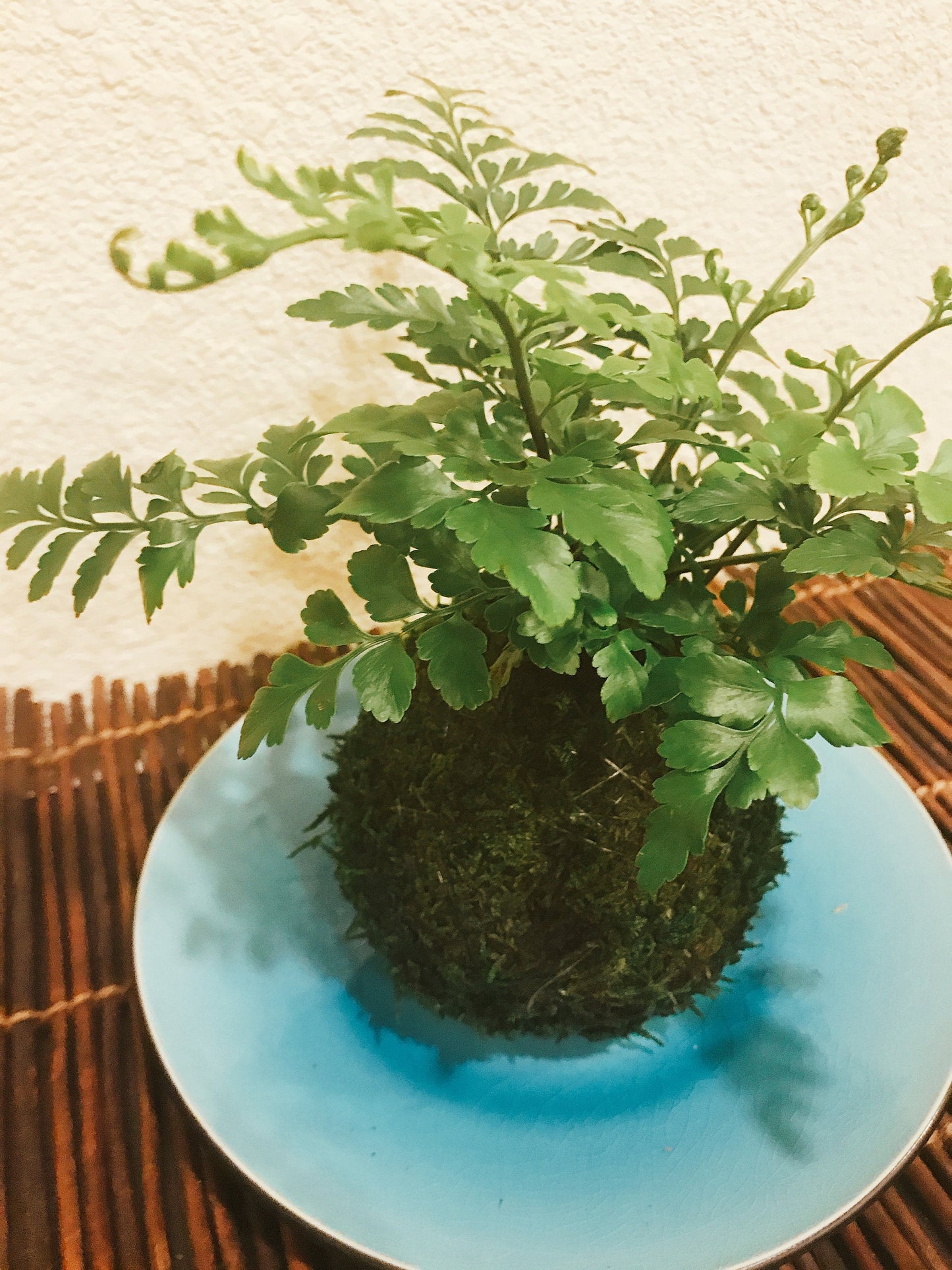 Mahogany Fern Kokedama for EcoQube - Moss ball, beautiful live green!