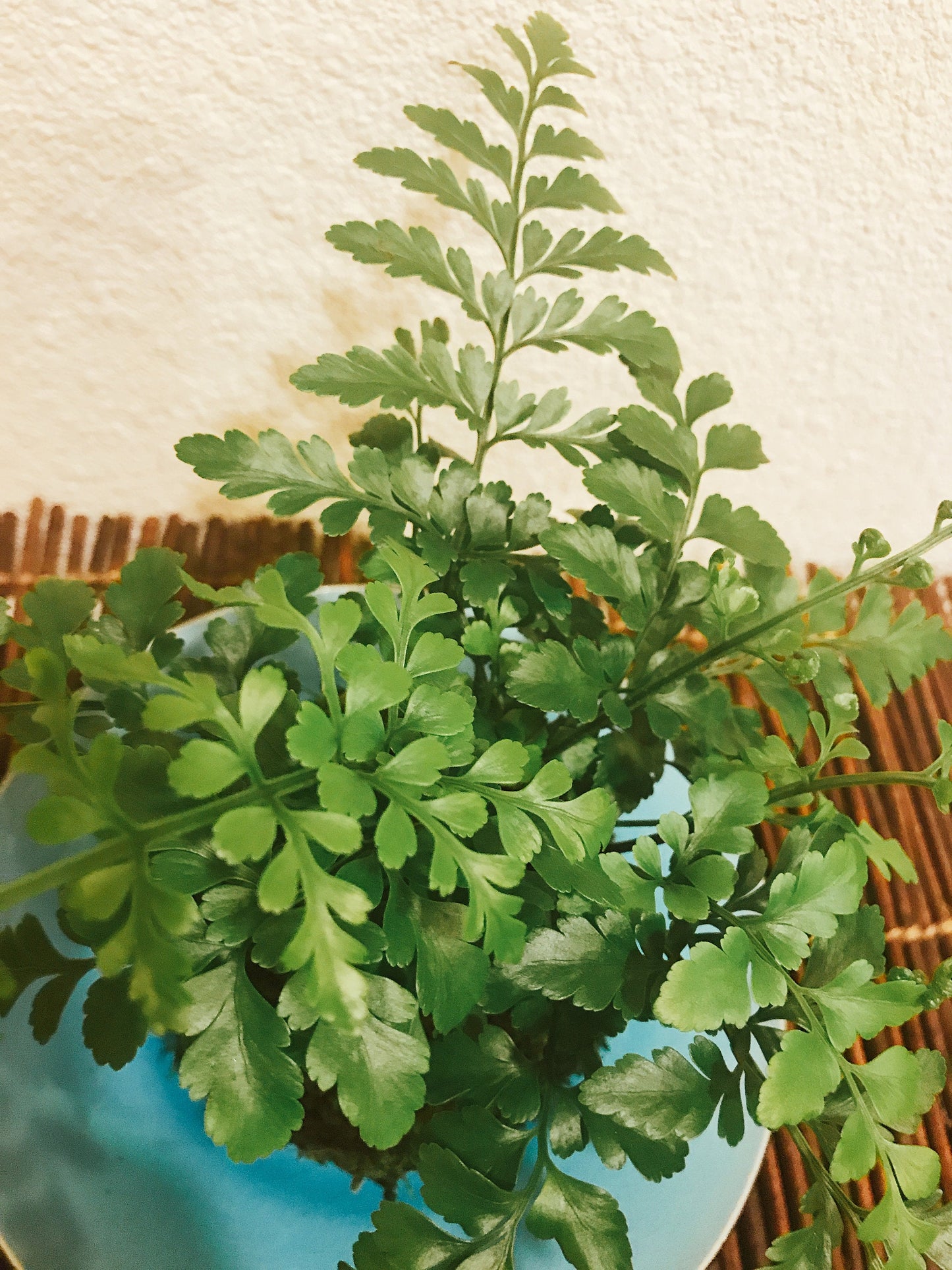 Mahogany Fern Kokedama for EcoQube - Moss ball, beautiful live green!