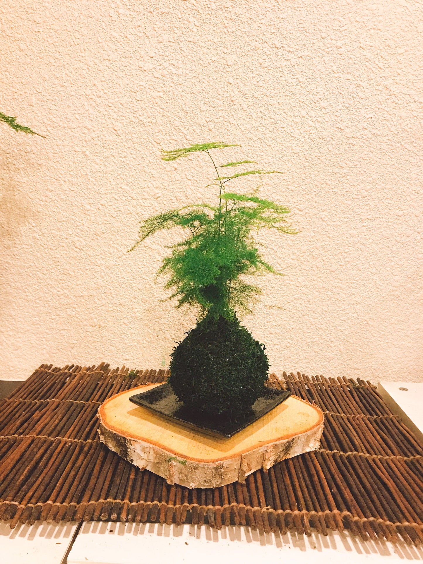Asparagus fern Kokedama - Bonsai Moss ball, Chose your size  Medium or Large!