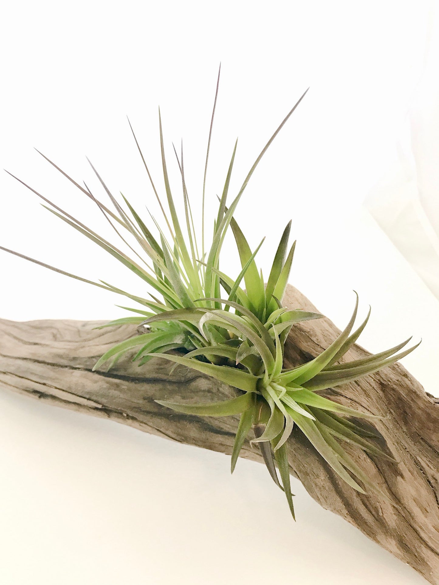 Air plant Tillandsia with Driftwood from the majestic shores of the pacific northwest