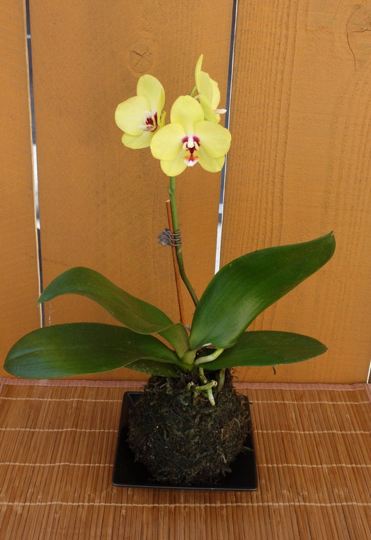 Kokedama - Moss ball, Yellow beautiful orchid. Great for Mother's day gift!