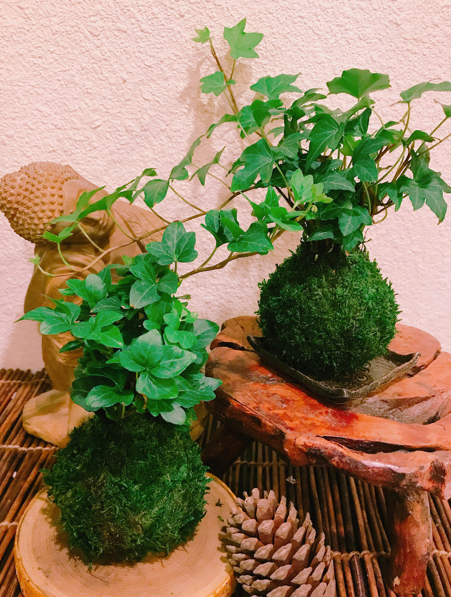 Ivy Kokedama - Moss ball, Looks great with hanging!