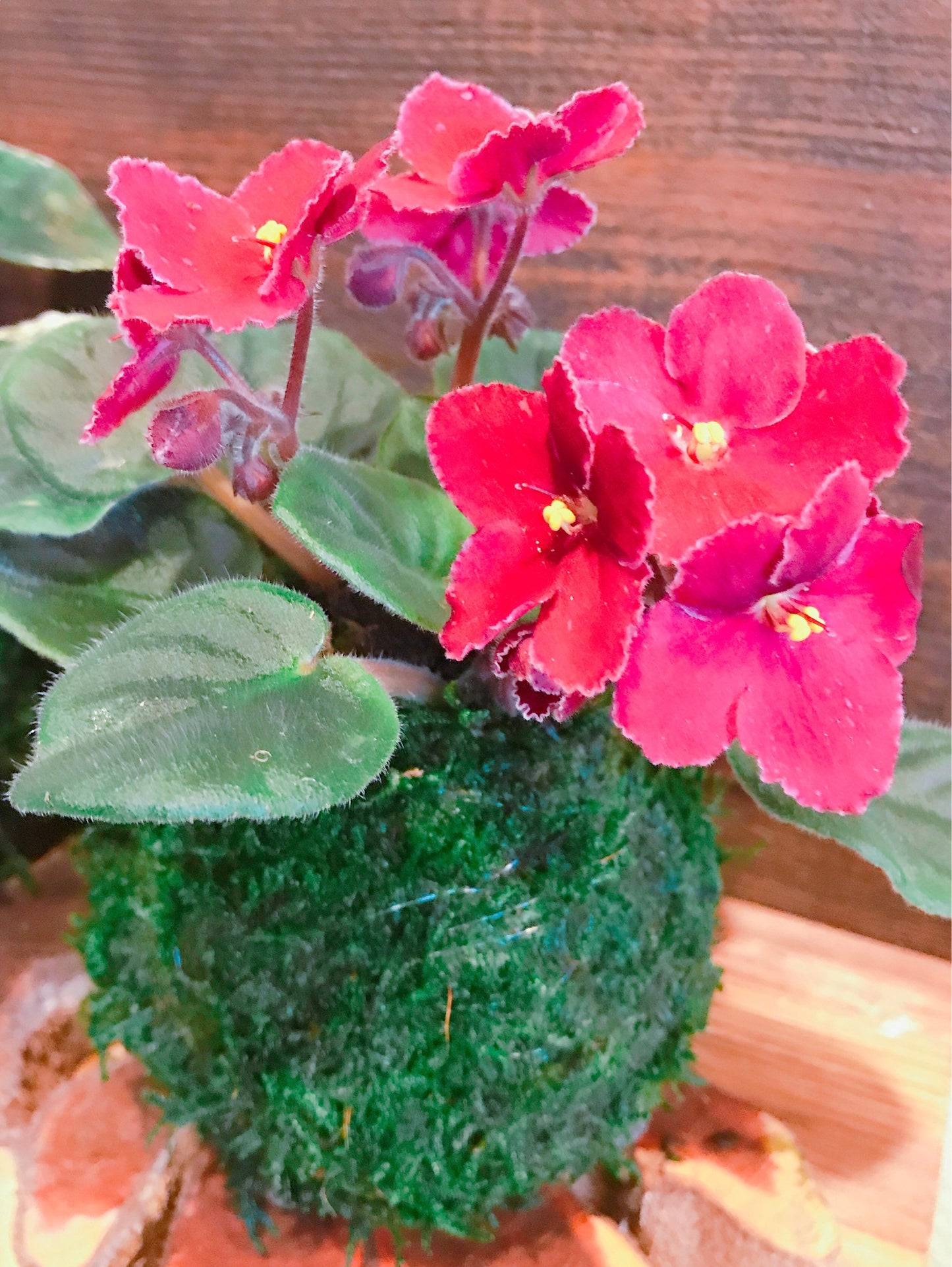 Pink African Violet Kokedama - Japanese indoor garden technique Moss ball