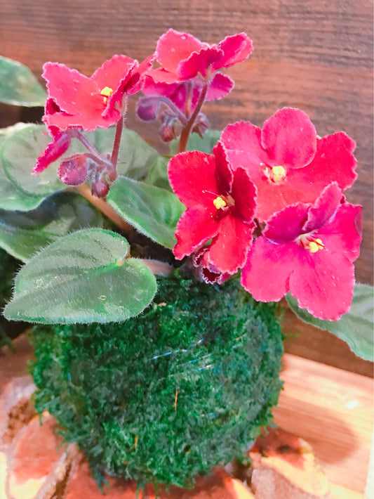 Pink African Violet Kokedama - Japanese indoor garden technique Moss ball