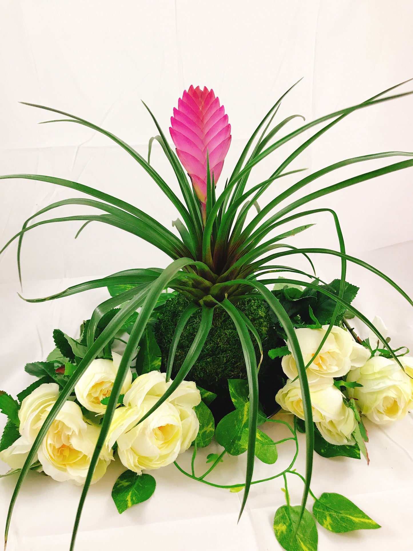 Pink Quill, Tillandsia cyanea Kokedama - Moss ball with stunning Pink Quill plant. Great gift for any occasion!