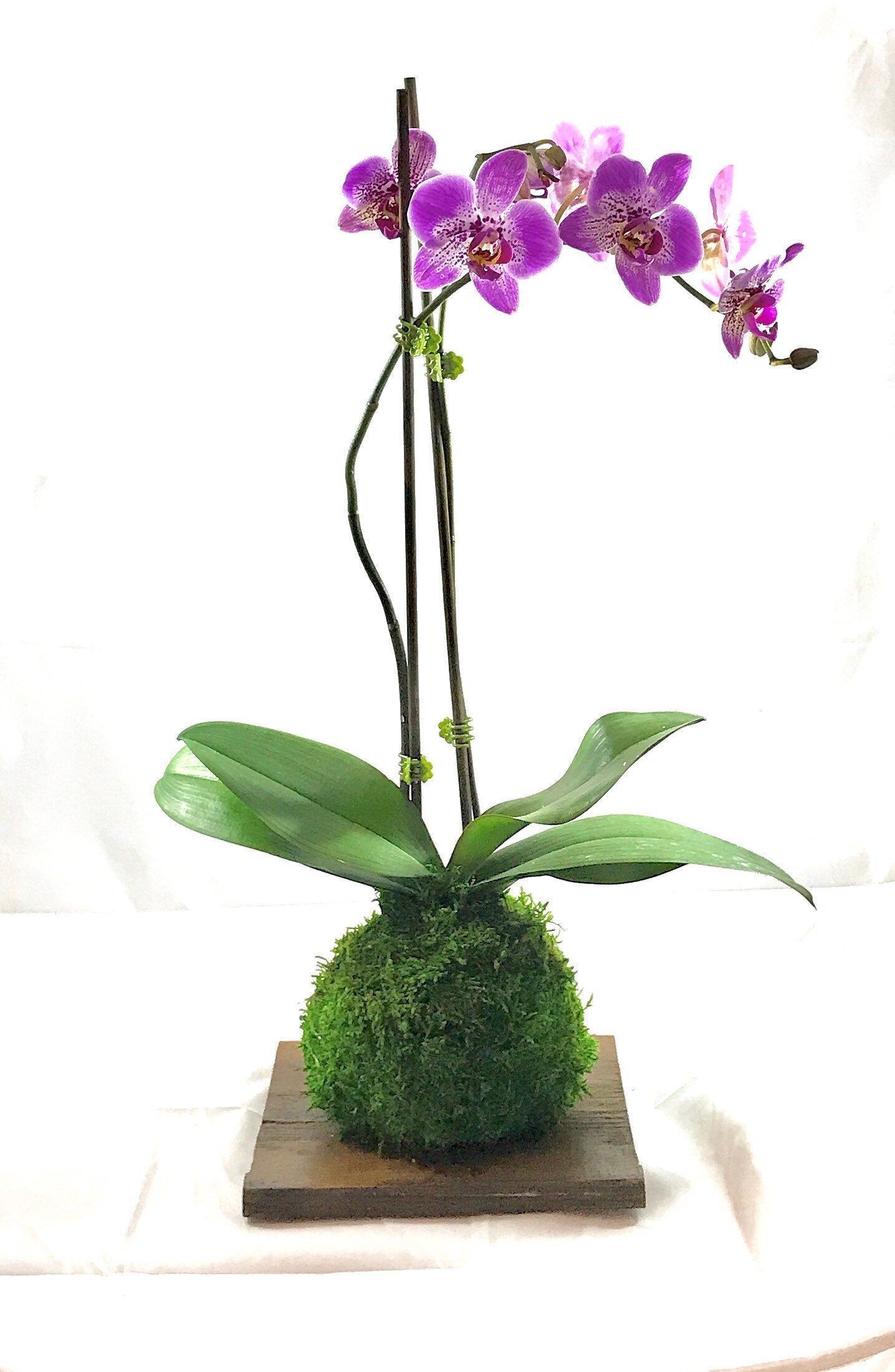 Kokedama - Moss ball, Purple beautiful orchid. Great for Mother's day gift!