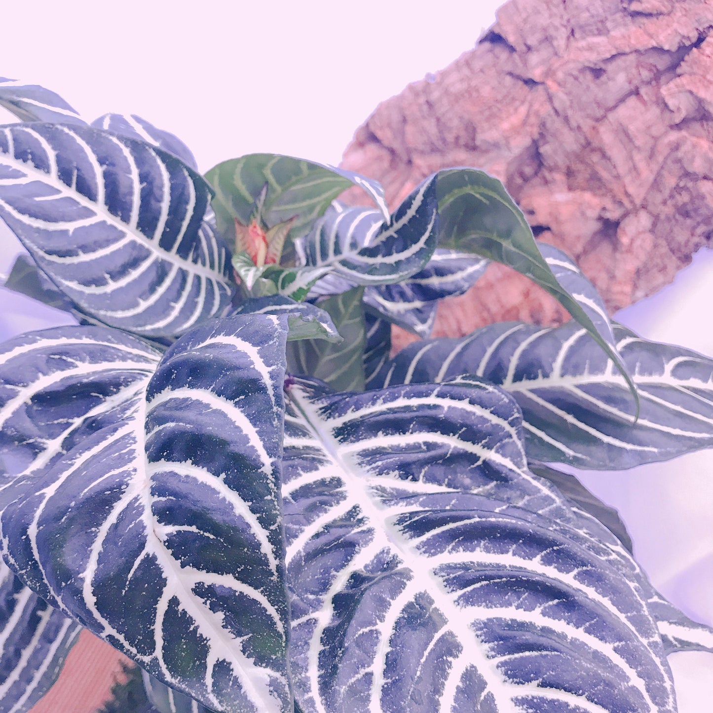 Zebra large plant kokedama, mossball, Japanese traditional indoor garden technique.