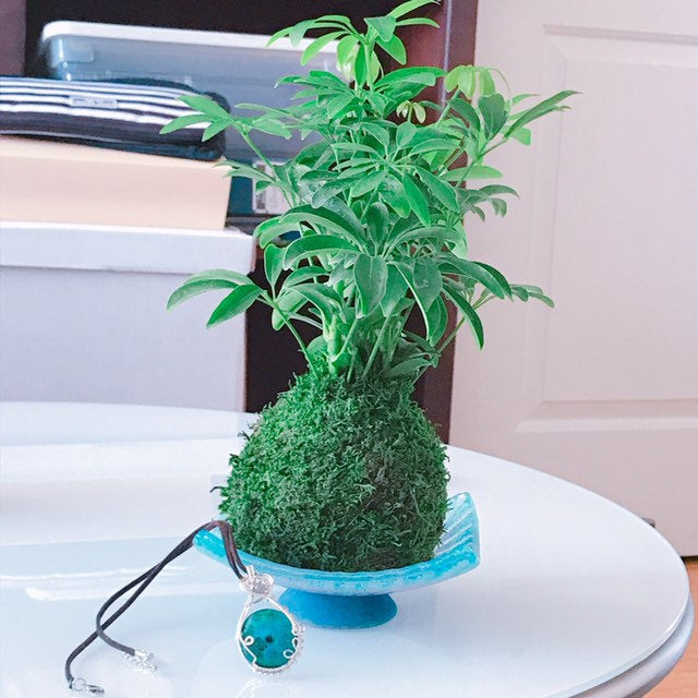 Schefflera Kokedama - Moss ball, Japanese Traditional Garden Technique
