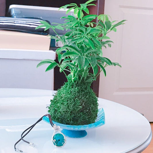 Schefflera Kokedama - Moss ball, Japanese Traditional Garden Technique