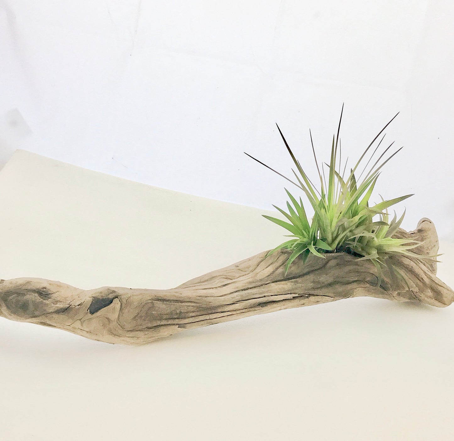Air plant Tillandsia with Driftwood from the majestic shores of the pacific northwest