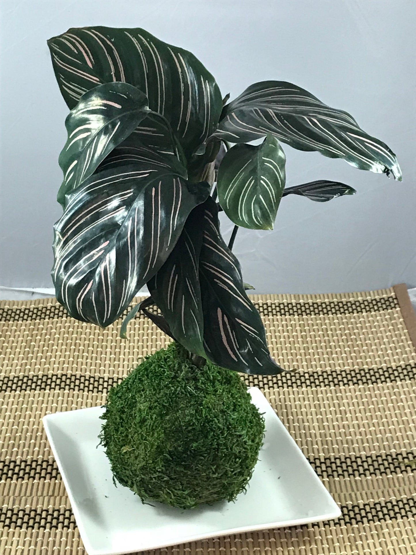Calathea Pin - Stripped Ornata Starter Plant  Kokedama - Bonsai Moss ball -  house decor with Japanese technique plants!