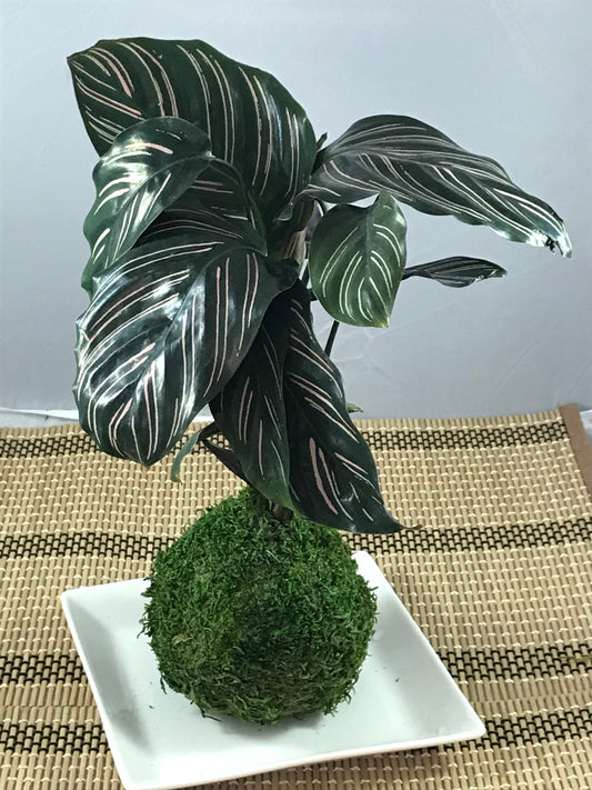 Calathea Pin - Stripped Ornata Starter Plant  Kokedama - Bonsai Moss ball -  house decor with Japanese technique plants!