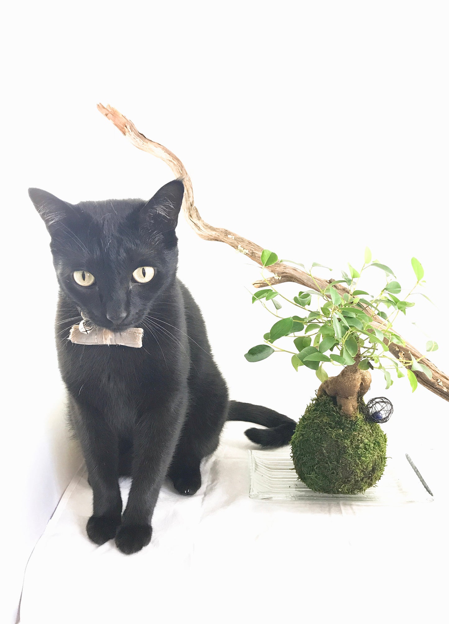 Banyan tree(Ginsen Ficus) Kokedama - Tree that bring happiness!