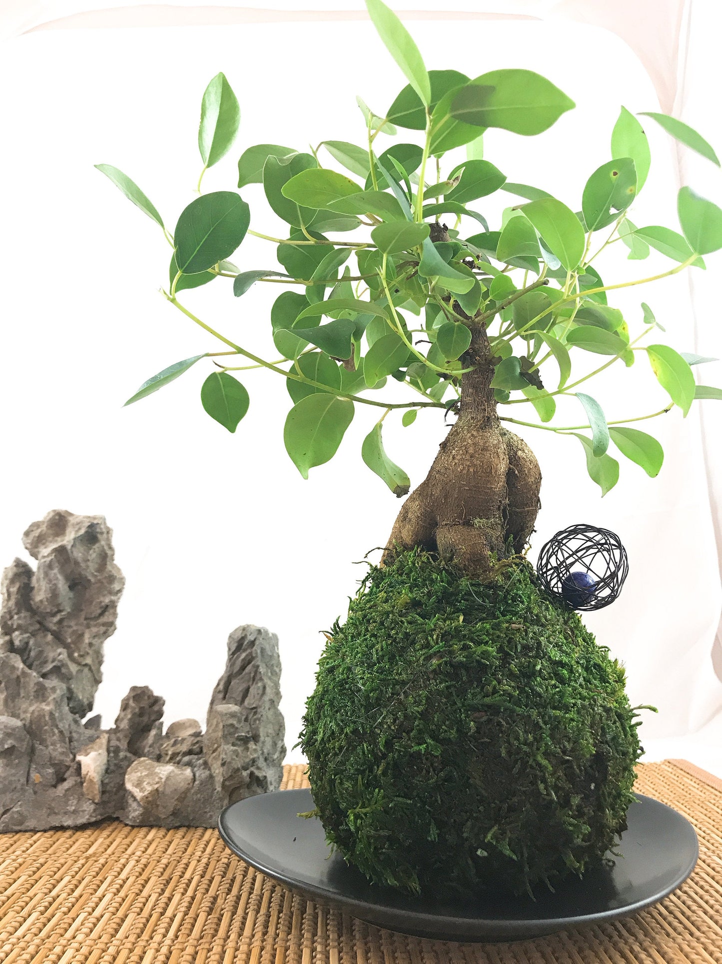 Banyan tree(Ginsen Ficus) Kokedama - Tree that bring happiness!