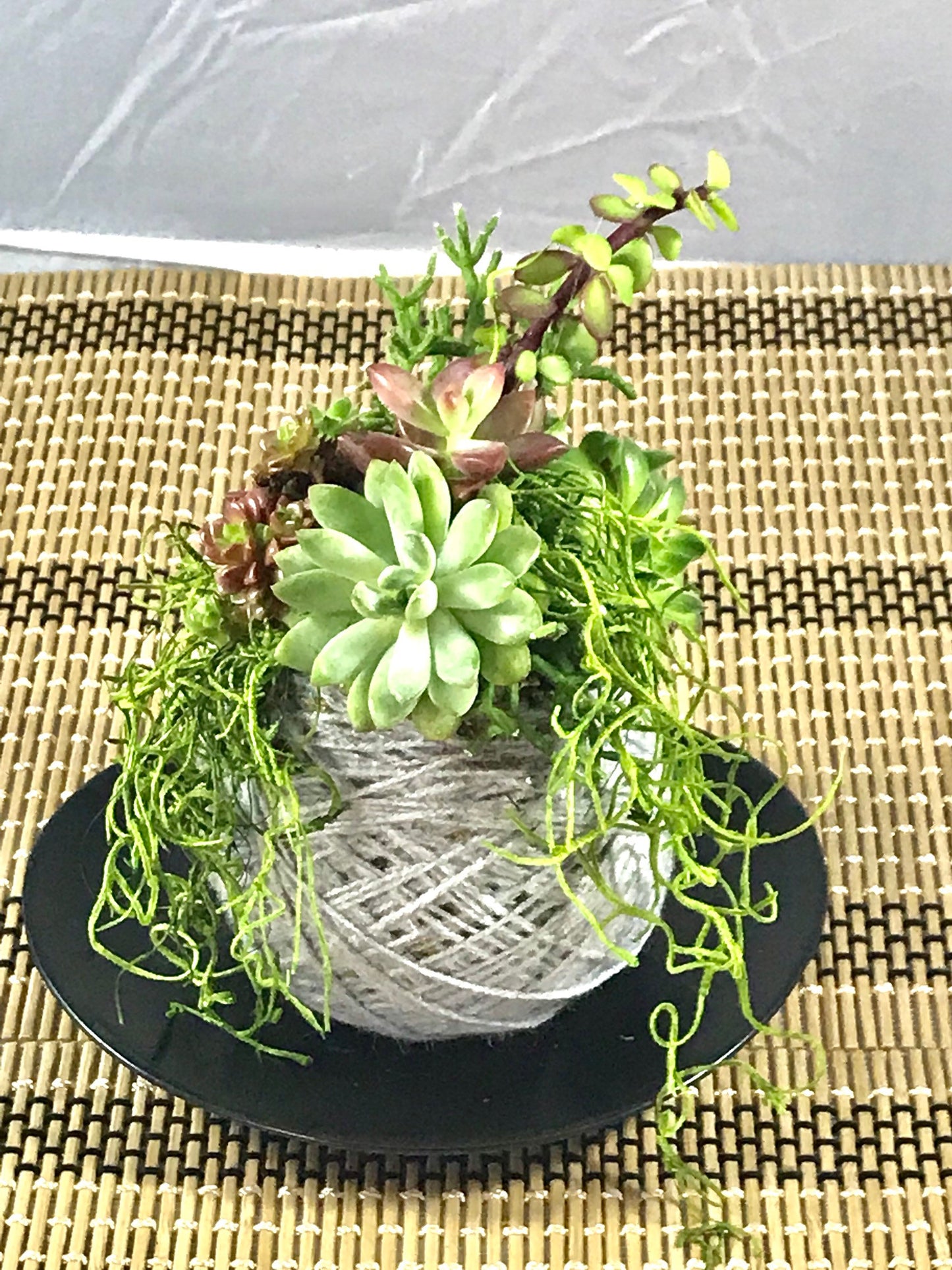 Assorted Succulents Kokedama - Moss ball, twined with yarn.  Custom engravimg message availble with request.