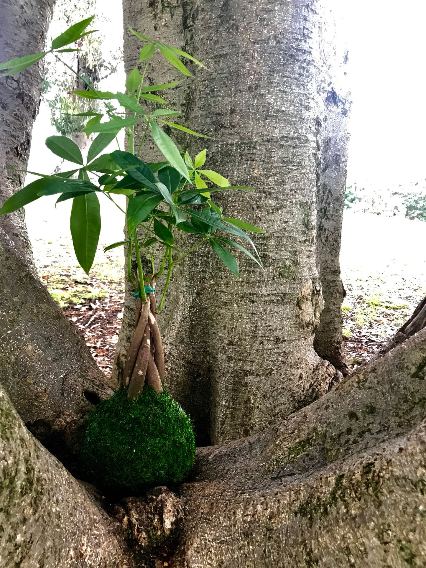 Money Tree, Pachira Kokedama - Moss ball, Feng Sui Lucky Plant, Bring you prosperity.
