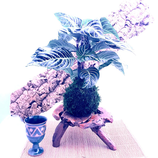 Zebra large plant kokedama, mossball, Japanese traditional indoor garden technique.