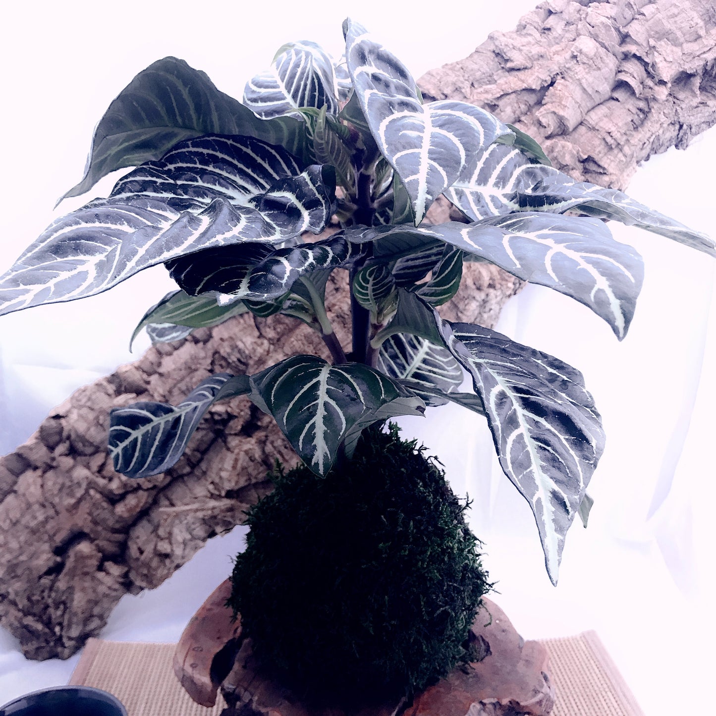 Zebra large plant kokedama, mossball, Japanese traditional indoor garden technique.