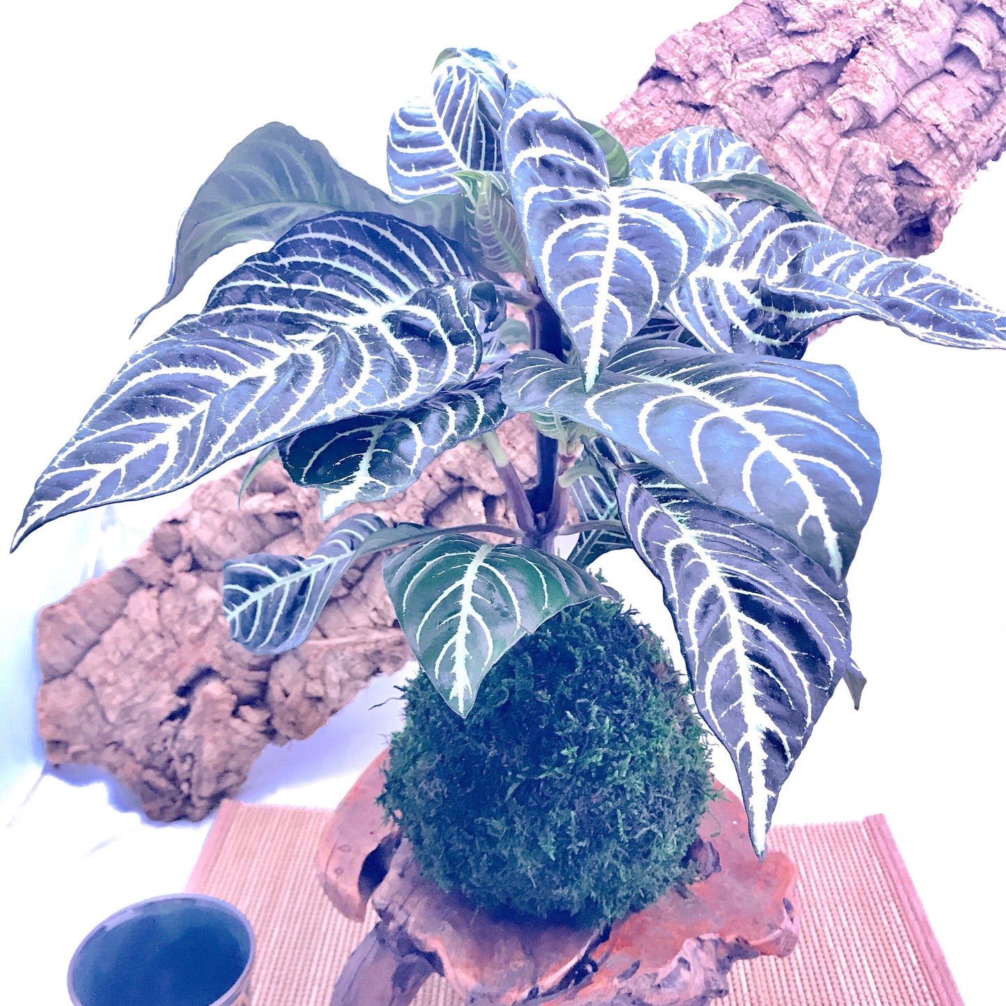 Zebra large plant kokedama, mossball, Japanese traditional indoor garden technique.