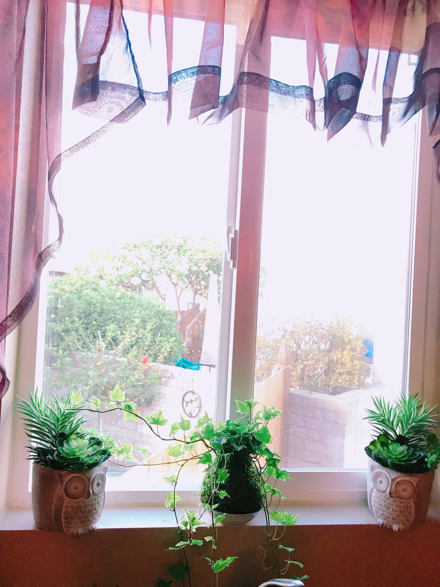 Ivy Kokedama - Moss ball, Looks great with hanging!