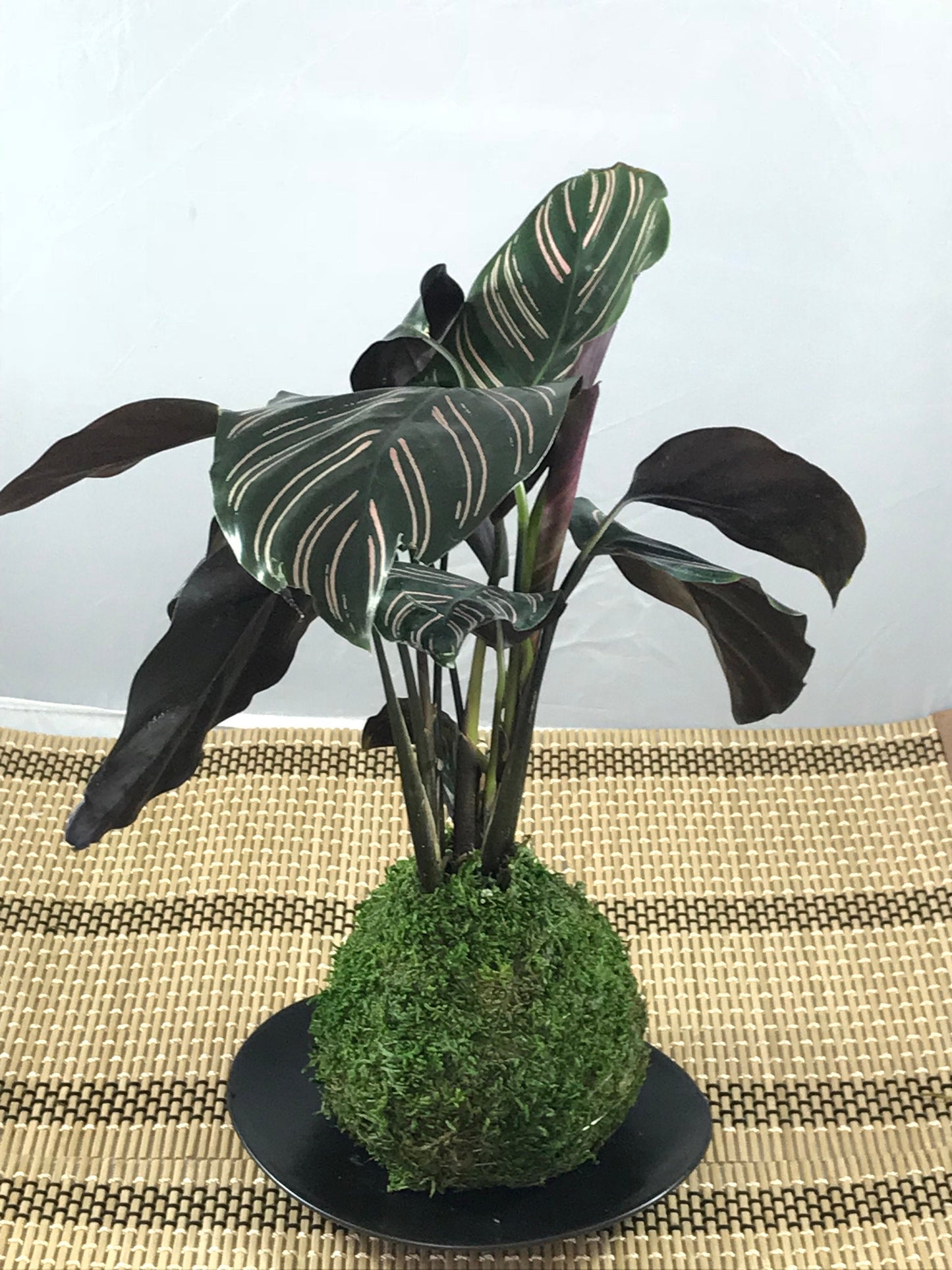 Calathea Pin - Stripped Ornata Starter Plant  Kokedama - Bonsai Moss ball -  house decor with Japanese technique plants!