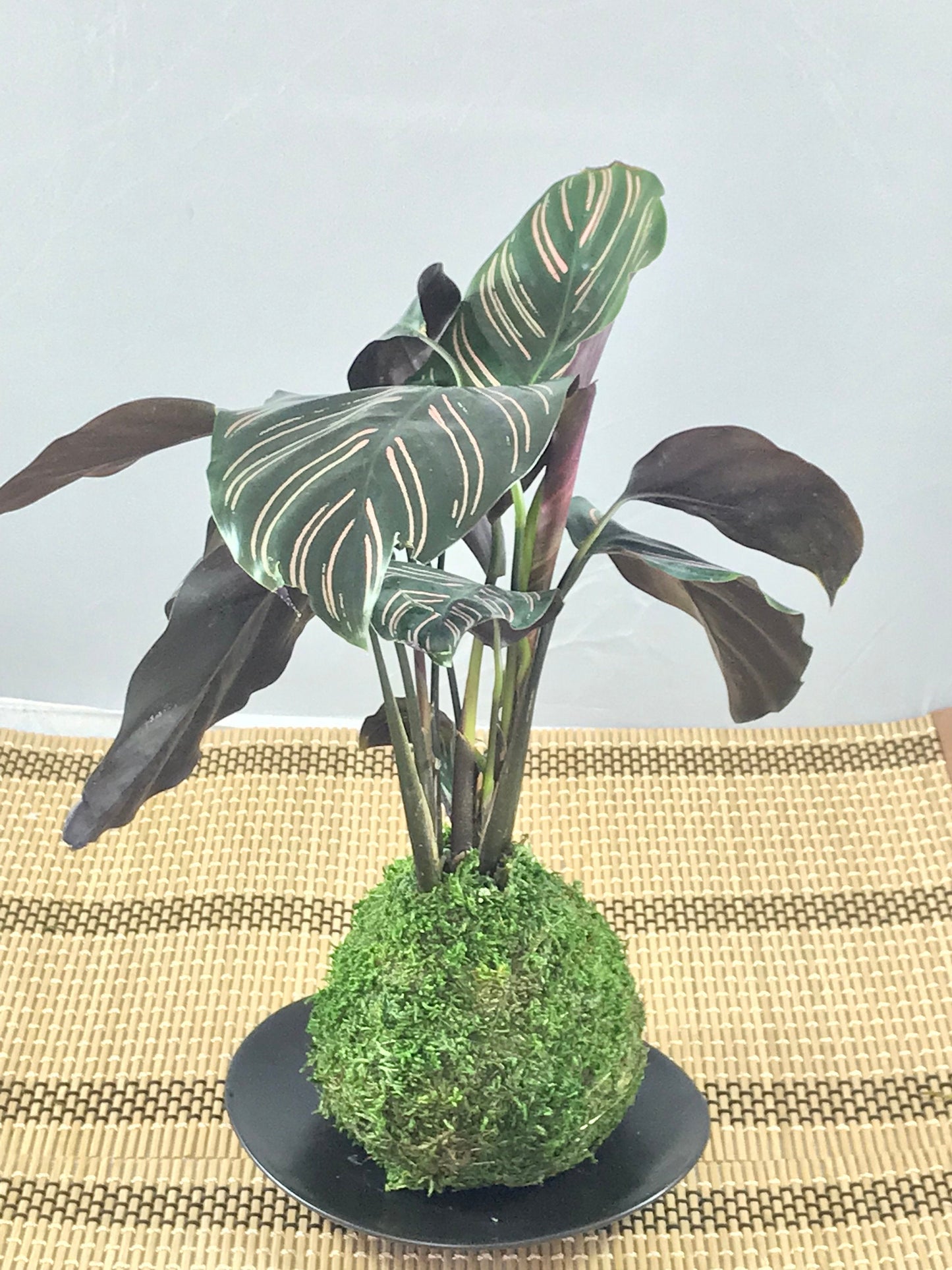 Calathea Pin - Stripped Ornata Starter Plant  Kokedama - Bonsai Moss ball -  house decor with Japanese technique plants!