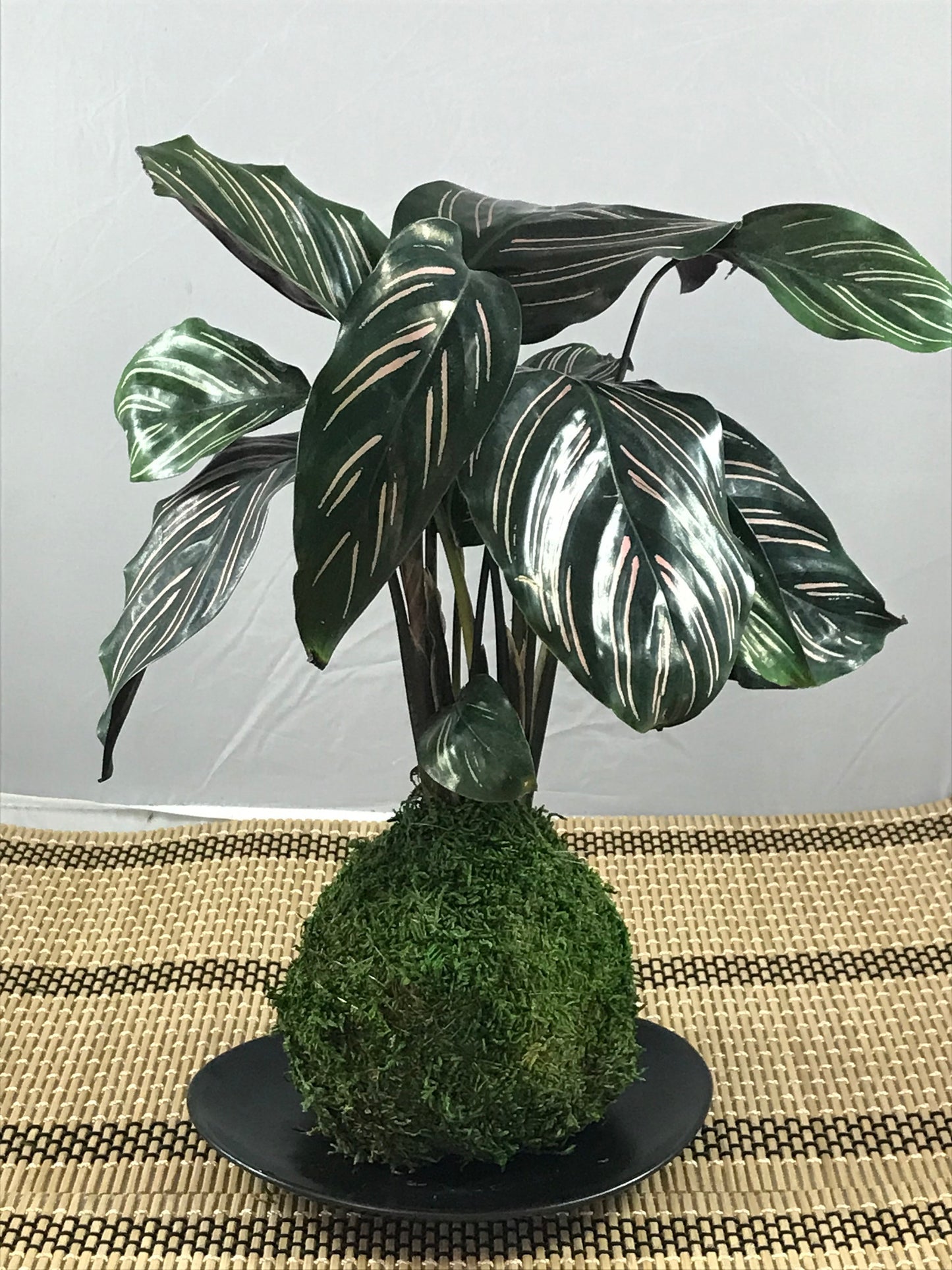Calathea Pin - Stripped Ornata Starter Plant  Kokedama - Bonsai Moss ball -  house decor with Japanese technique plants!