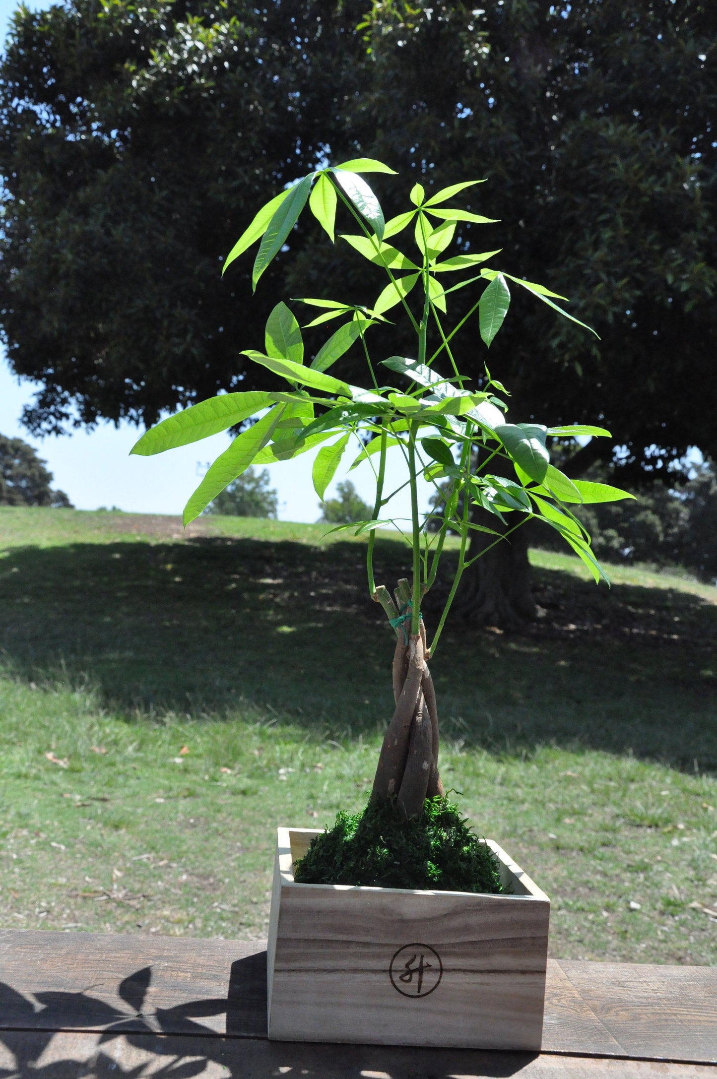 Money Tree, Pachira Kokedama - Moss ball, Feng Sui Lucky Plant, Bring you prosperity.