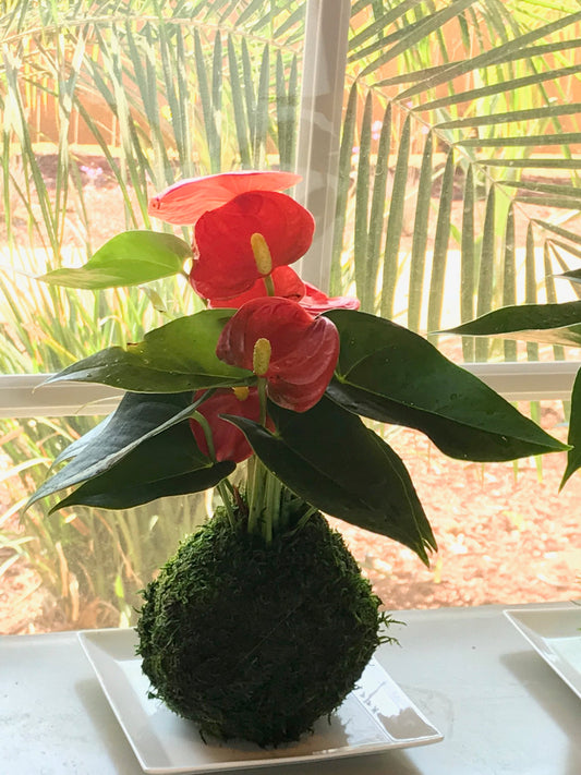 Red Anthrium Kokedama - Bonsai Moss Ball, anthrium, vivid red color, heart shape flower