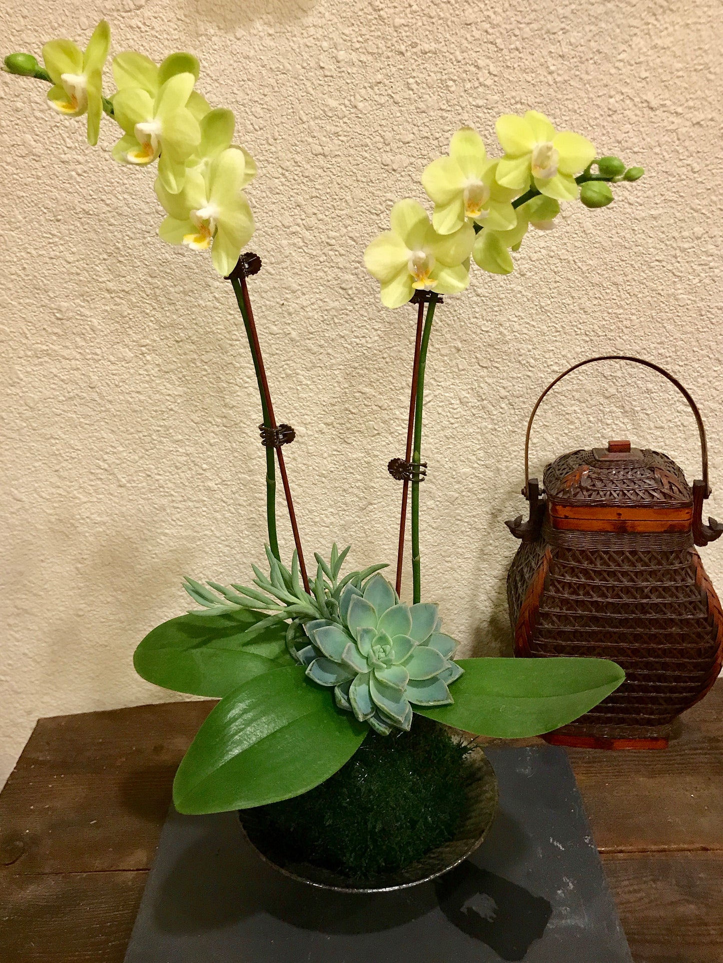 Kokedama - Moss ball with beautiful soft yellow -two stem orchid with succulents!